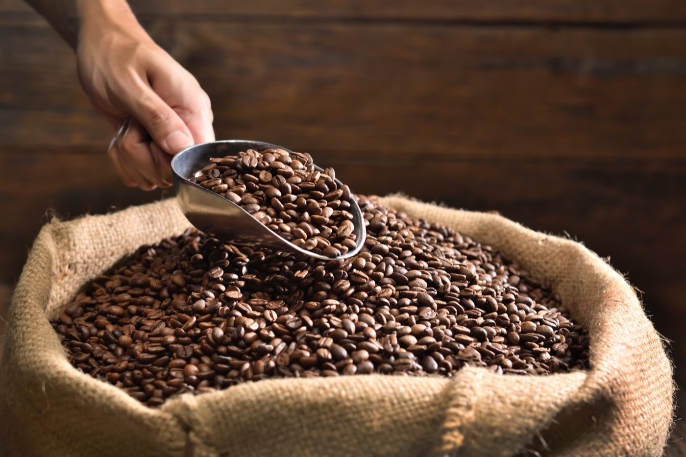 A metal scoop lifting roasted coffee beans from a burlap sack